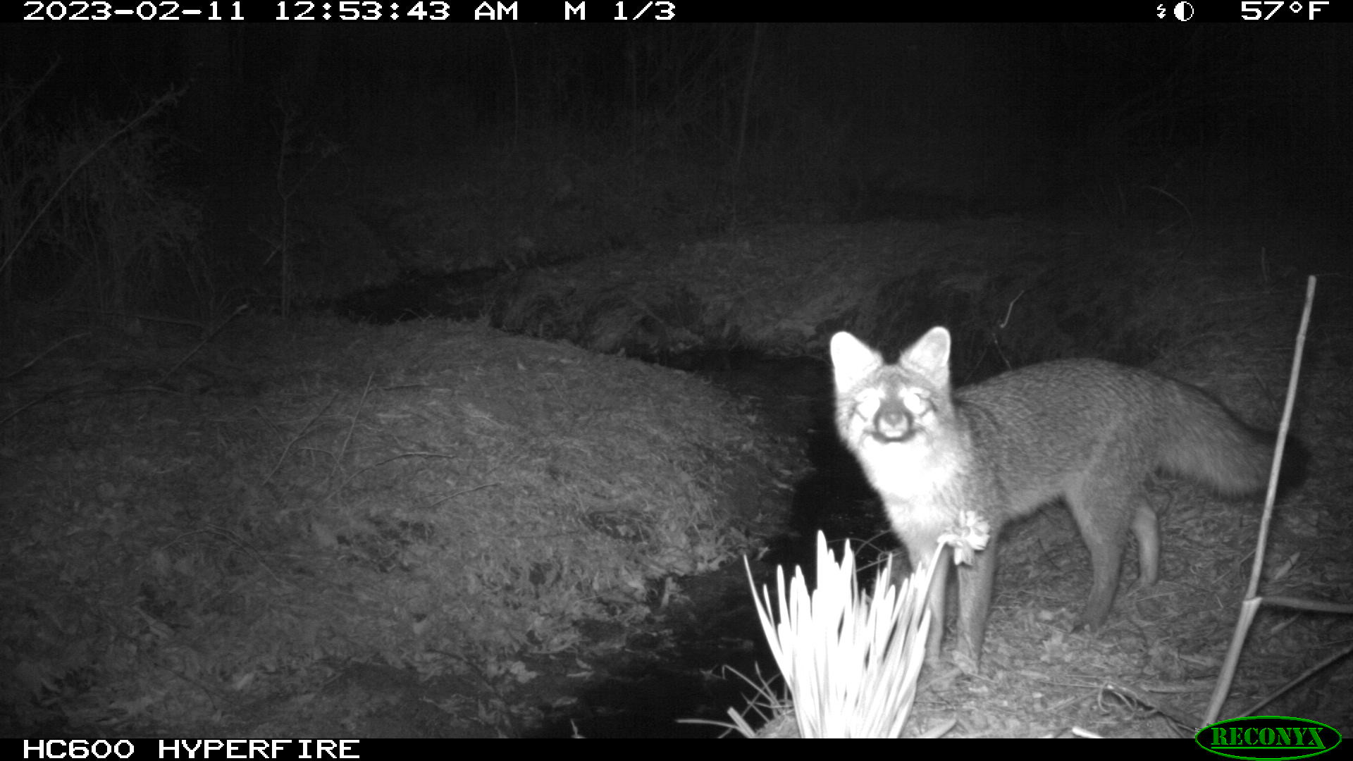 Trail cam image of a fox