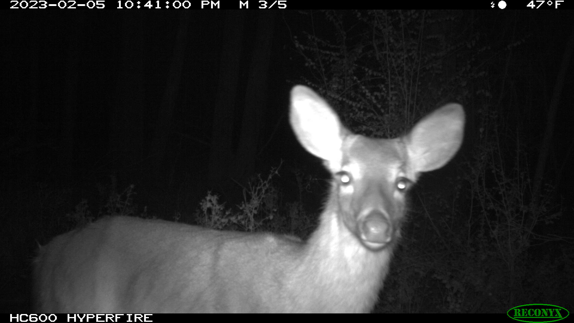 Trail cam image of a deer