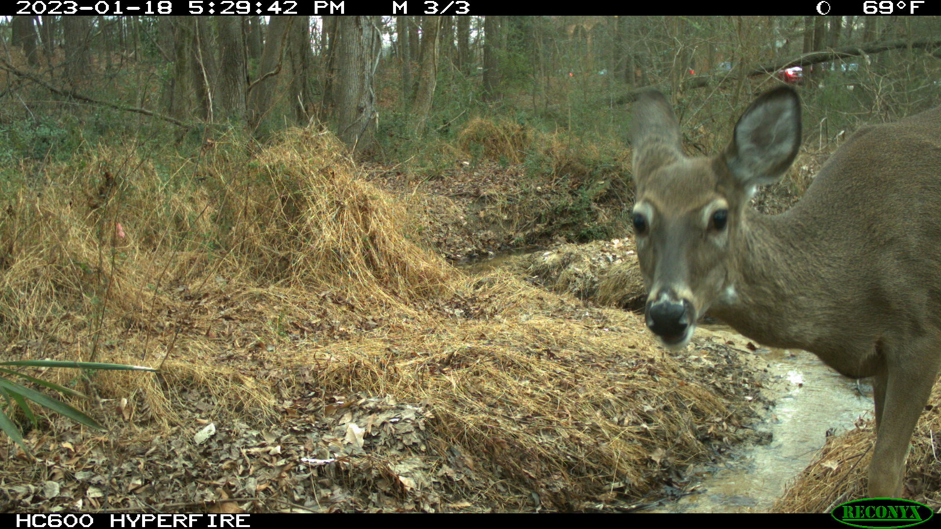 Trail cam image of a deer