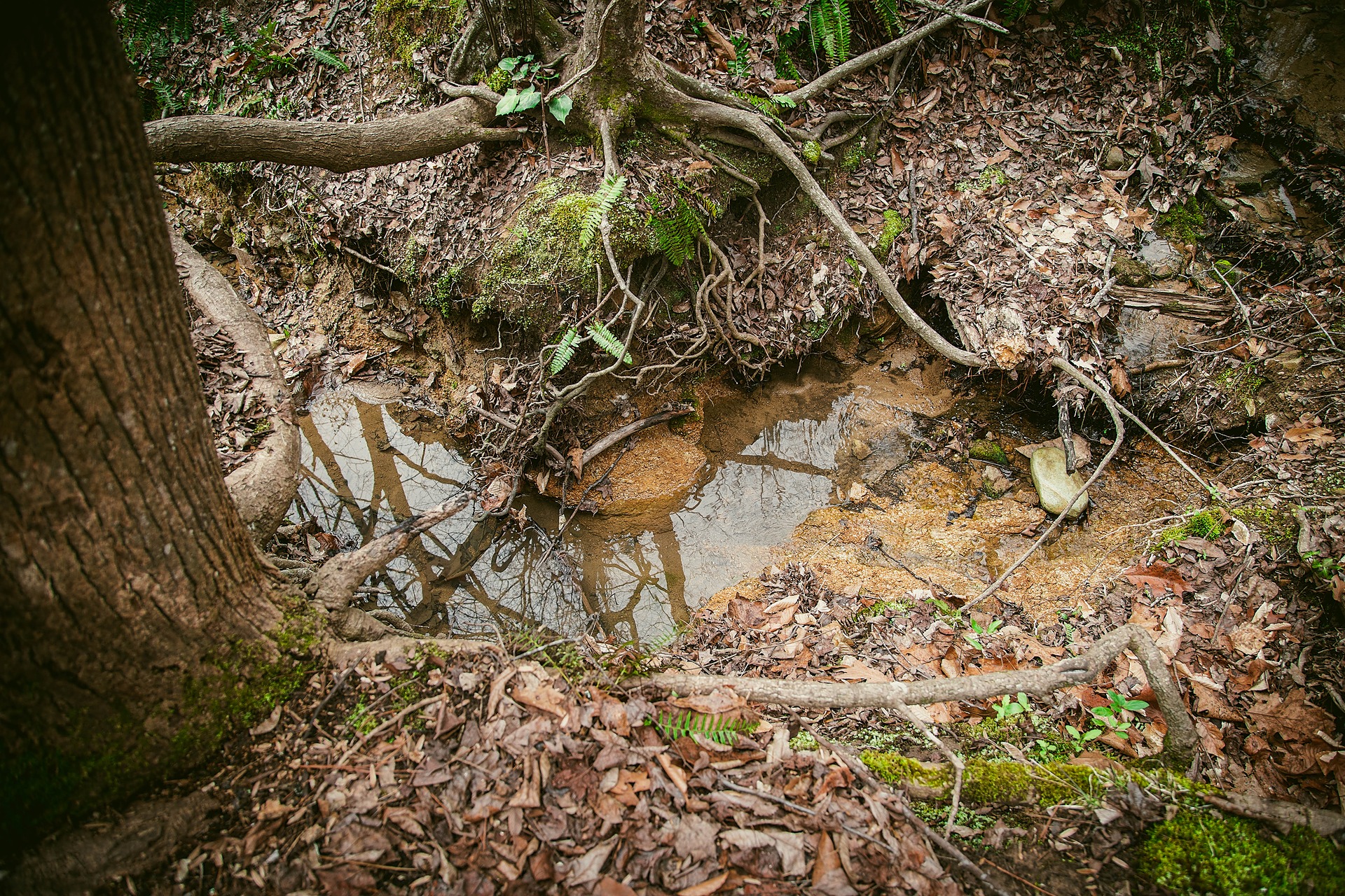 Image of the creek in Pritchard Park