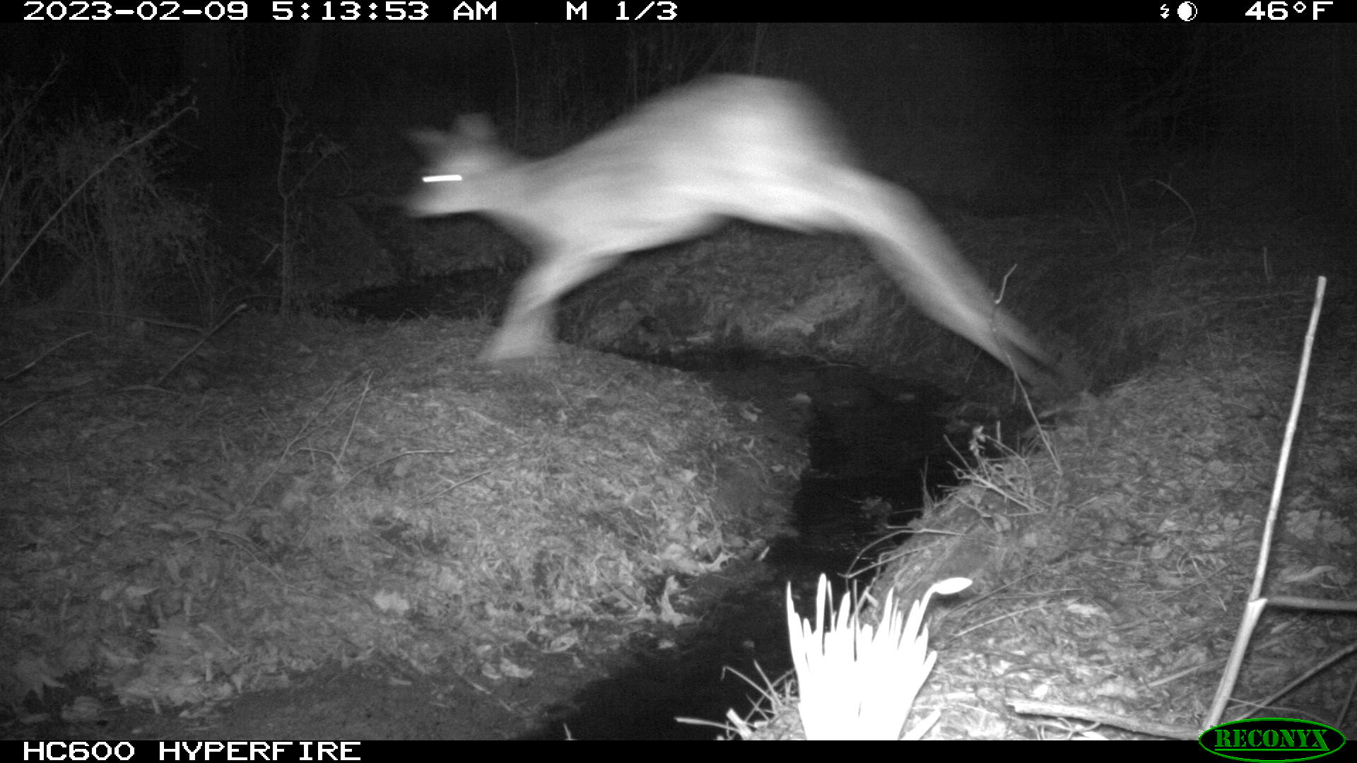 Trail cam image of a deer mid-leap