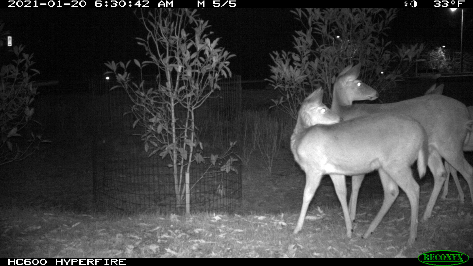 Trail cam image of two deer looking in the right direction