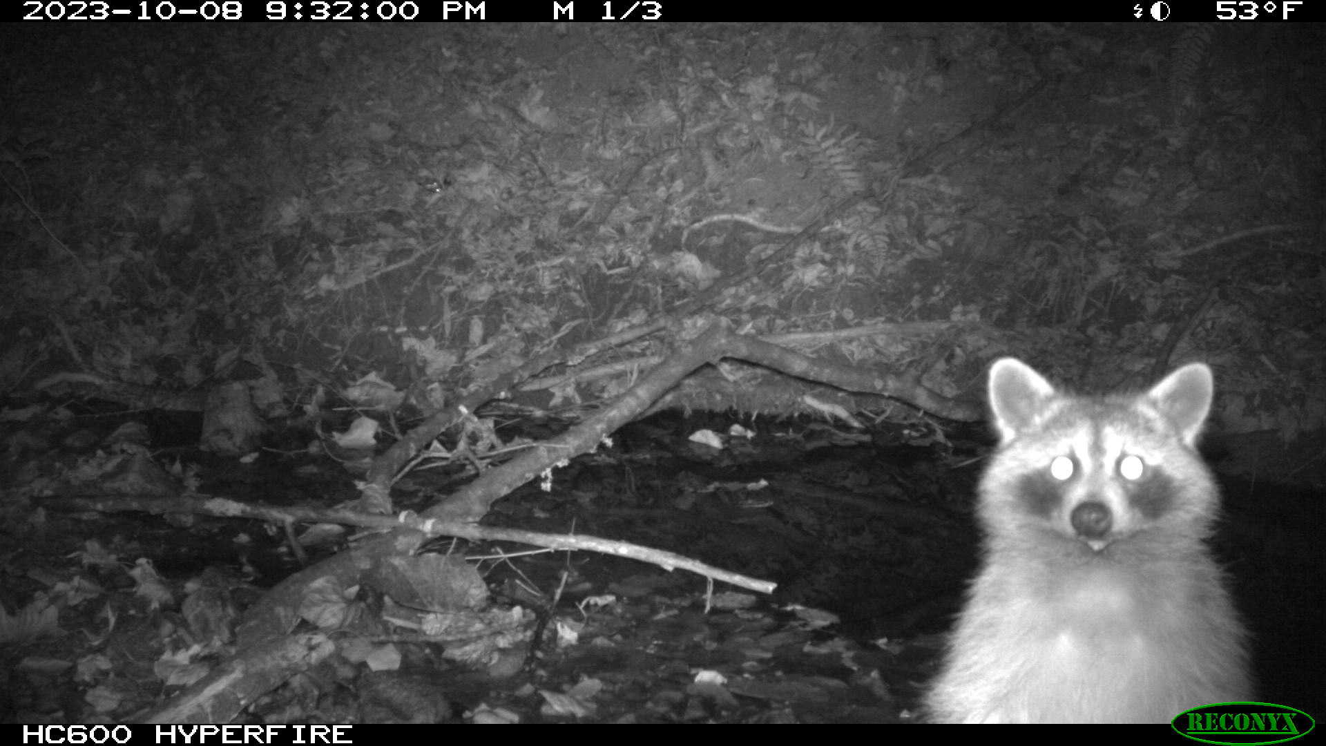 Trail cam image of a raccoon