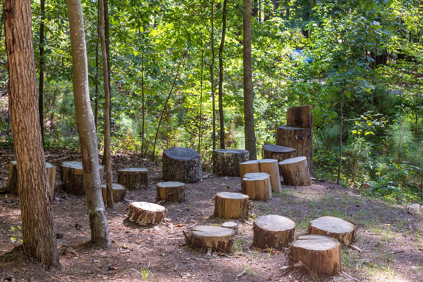 Stump jump area in the park showing multiple short stumps