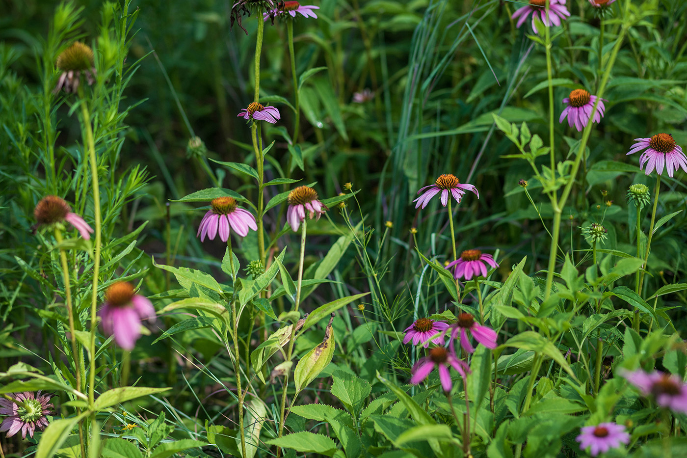 Pollinator garden image showing purple flowers