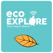 ecoEXPLORE logo icon