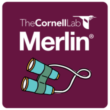 Merlin Bird ID logo icon