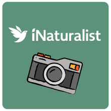 iNaturalist logo icon