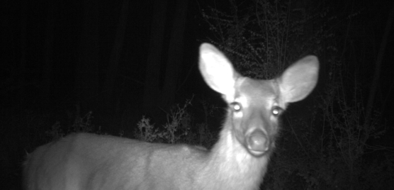 Trail cam image of a deer