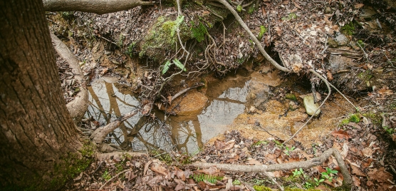 Image of the creek in Pritchard Park