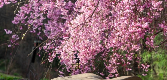 Large rabbit statue sitting underneath a flowering tree