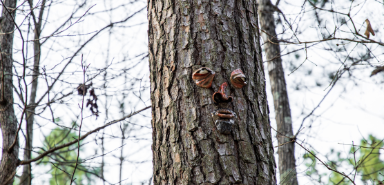 tree face
