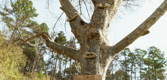 tree face